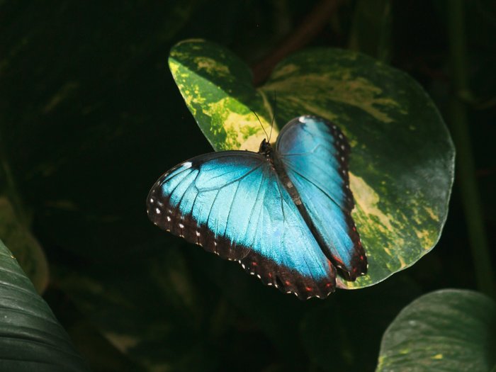 Blauer Morpho auf einem Blatt