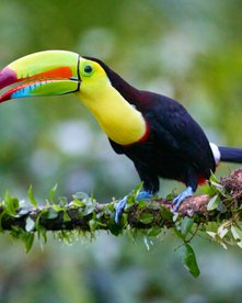 Fischertukan in Costa Rica