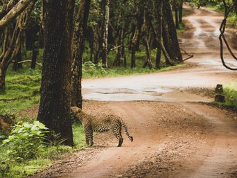 Ceylon Leopard auf einer Dschungelstraße in Sri Lanka