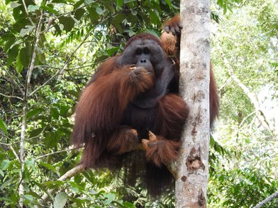 Orang Utan