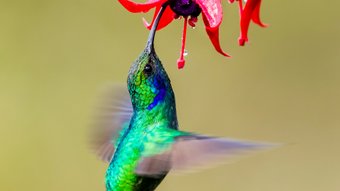 Veilchenohrkolibri fliegt von unten an eine pinke Blüte