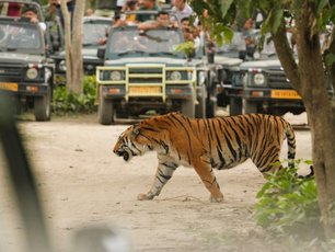 Tiger überquert die Straße. Im Hintergrund einige Jeeps. 