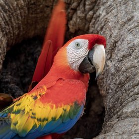 Rot-gelb-blauer Papagei vor einem Astloch