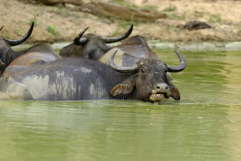 Privatreise Sri Lanka