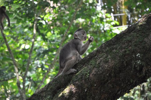 Ecuador Gruppenreise - kleines Äffchen auf einem Baum