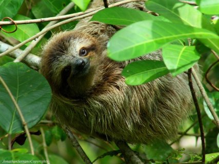 costa rica shuttle - Faultier zwischen den Blättern
