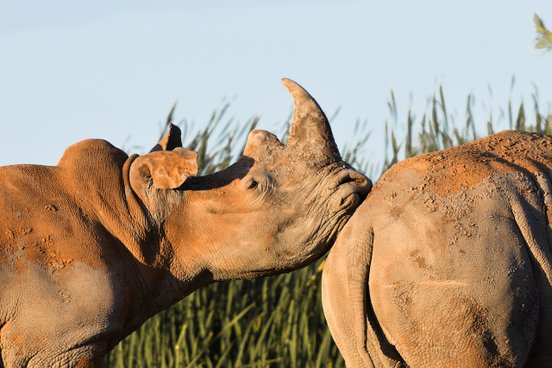 Nashorn legt Kopf auf anderem Nashorn ab