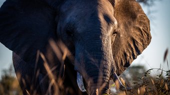 Elefant im Sonnenuntergang