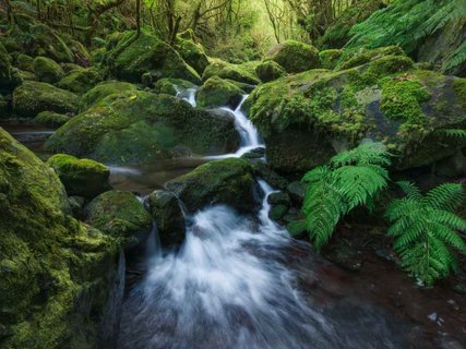 Fotoreise Madeira - Bach durch mystischen Wald