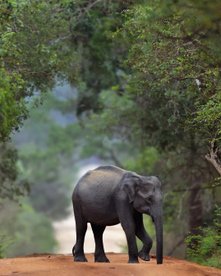 Ein kleiner Elefant kreuzt eine Feldstrasse im Wald