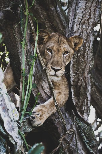 Löwin in einem Baum in Uganda