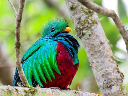 Queztal Kleingruppenreise Costa Rica