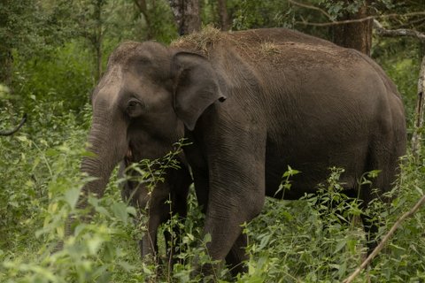 Südindien Rundreise - Asiatischer Elefant beim Fressen