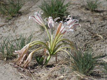 Amaryllis
