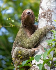 Faultier an einem Baumstamm in Costa Rica