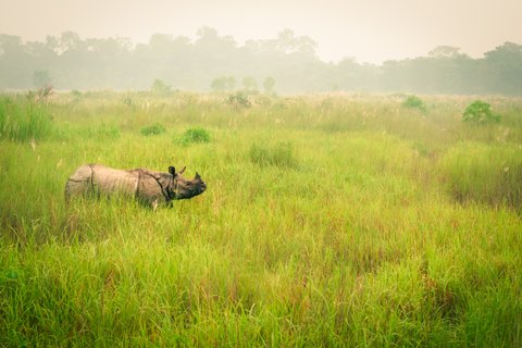 Wild endangered one-horn rhinoceros grazing in a grass field in Chitwan National Park, Nepal, during an elephant safari for tourists.
