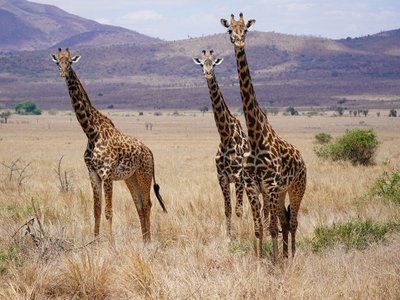 Drei Giraffen in Savanne - Tansania Highlights