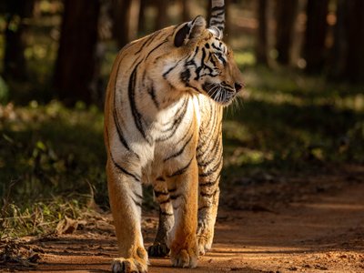 Nahaufnahme eines laufenden Tigers von vorne 