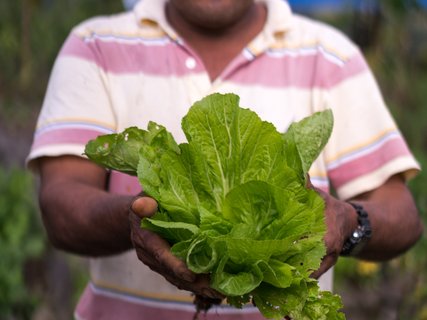 Gärtner erntet einen Salat im La Tigra Rainforest Lodge Permakulturgarten