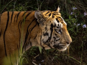 Profil eines Tigers