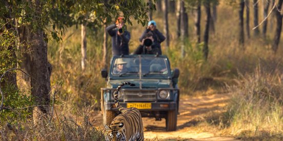 Indien Safari