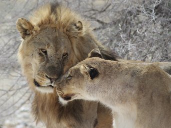 Beste Reisezeit Namibia
