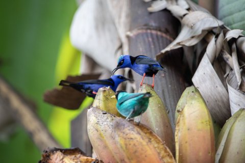 Costa Rica Rundreise Vögel