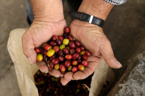 kolumbien gruppenreise - Eine Hand voll Kaffeebohnen
