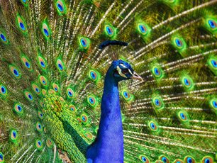Pfau mit aufgeschlagenem Rad