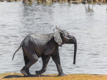 Elefantenbaby läuft fröhlich an einem Wasserloch entlang