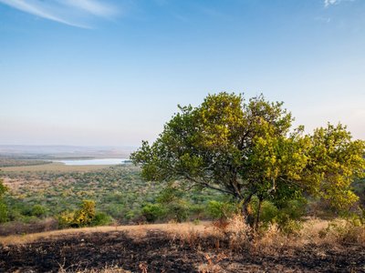 Baum vor Landschaft mit See - Uganda Highlights