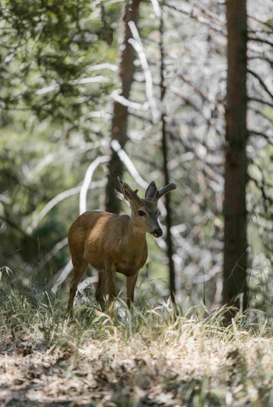 Südandenhirsch steht im Wald