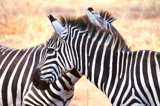 Zwei Zebras stehen sich gegenüber