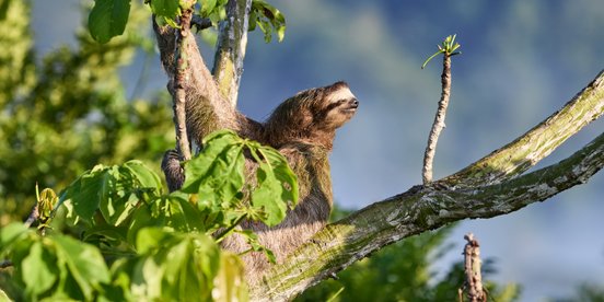 Costa Rica Reise - Faultier Tour