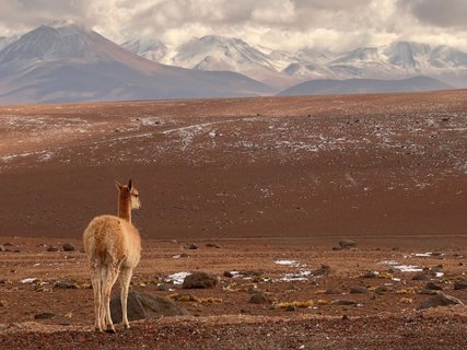 Patagonien Rundreise Selbstfahrer - Vicuña - Ein einzelnes Lama steht auf kargem, felsigem Boden und blickt zu schneebedeckten Bergen im Hintergrund