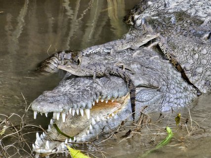 Amerikanisches Krokodil Kleingruppenreise Costa Rica
