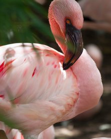 Rosa Flamingo