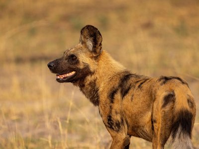Afrikanischer Wildhund - Botswana Highlights