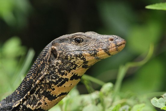 Nahaufnahme eines Bindenwarans in Sri Lanka