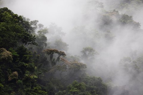 costa rica und panama rundreise - Nebelwald