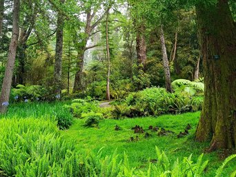 Grüne, saftige Natur auf den Azoren