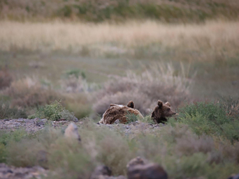Der Gobi Bär Mongolei 