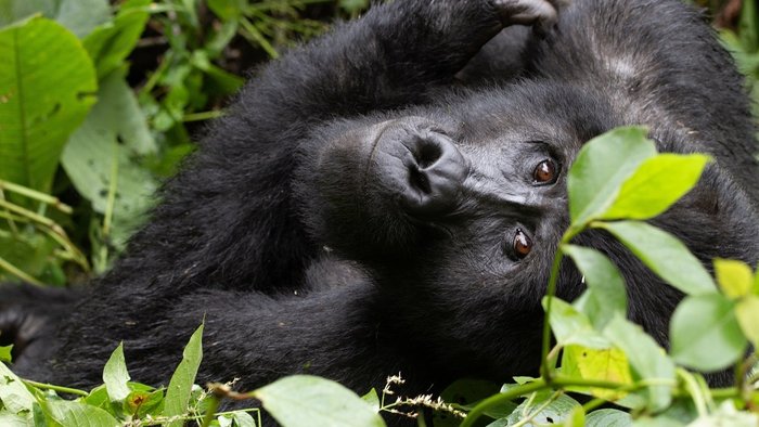 Uganda Beste Reisezeit - Berggorilla schaut in kamera
