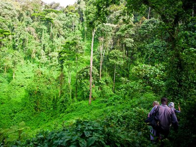 Beste Reisezeit Uganda - Bwindi