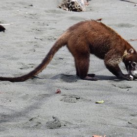Nasenbär sucht Futter am Strand