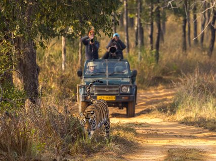 Indien Safari