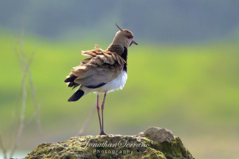 quetzal vogel - Vogel