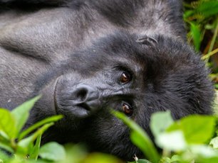 Nahaufnahme eines Gorillas im Bwindi Nationalpark.