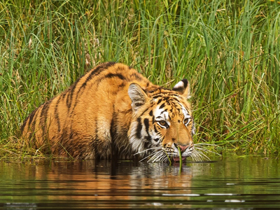 Foto von Tiger im Wasser Indien