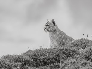 Pumaportrait in schwarzweiß